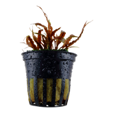 126B 亞比椒草 Cryptocoryne albida 'Brown'